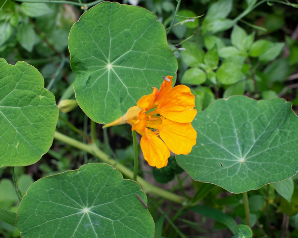 Nasturtium