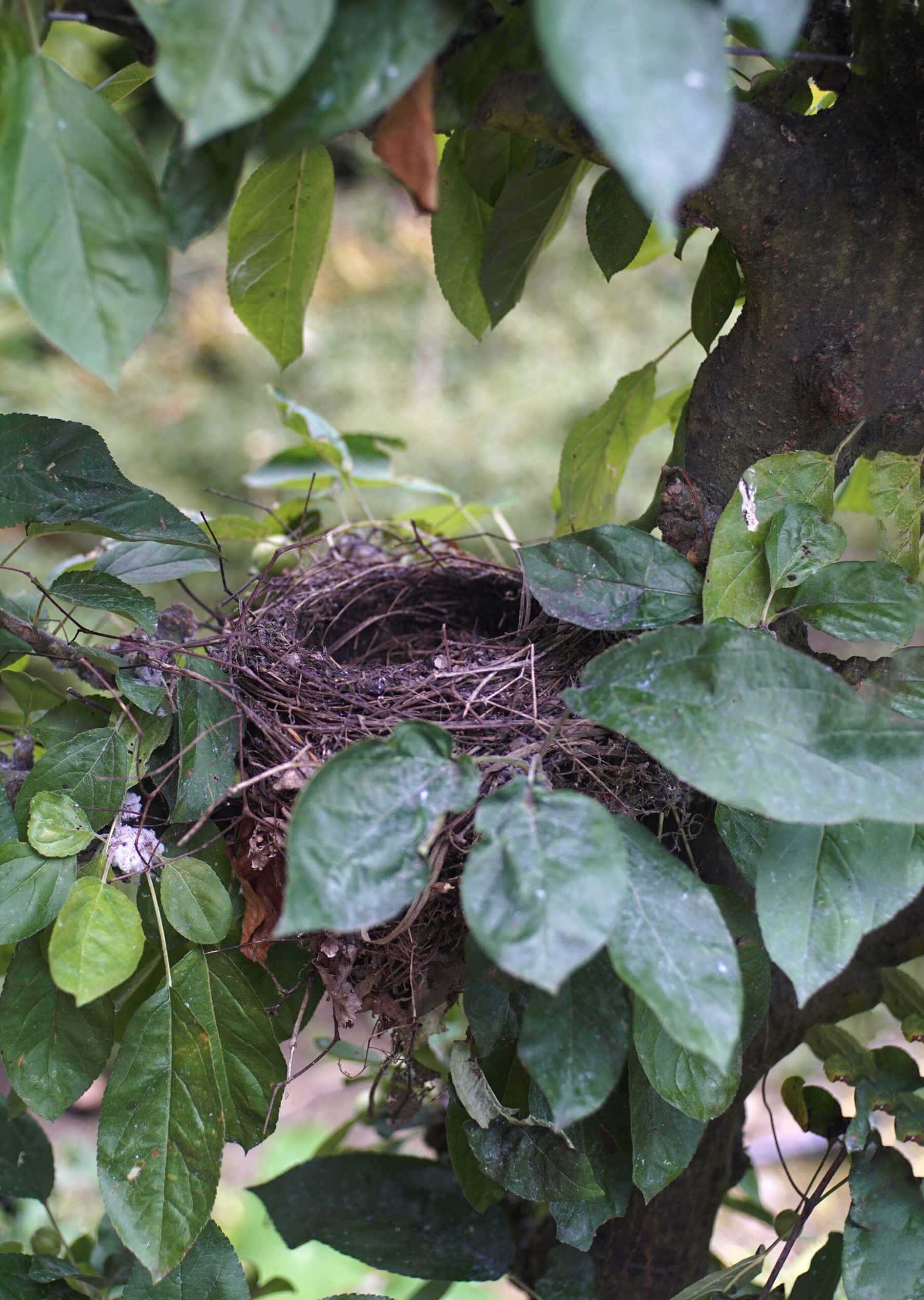 A bird's nest in a tree surrounded by leaves