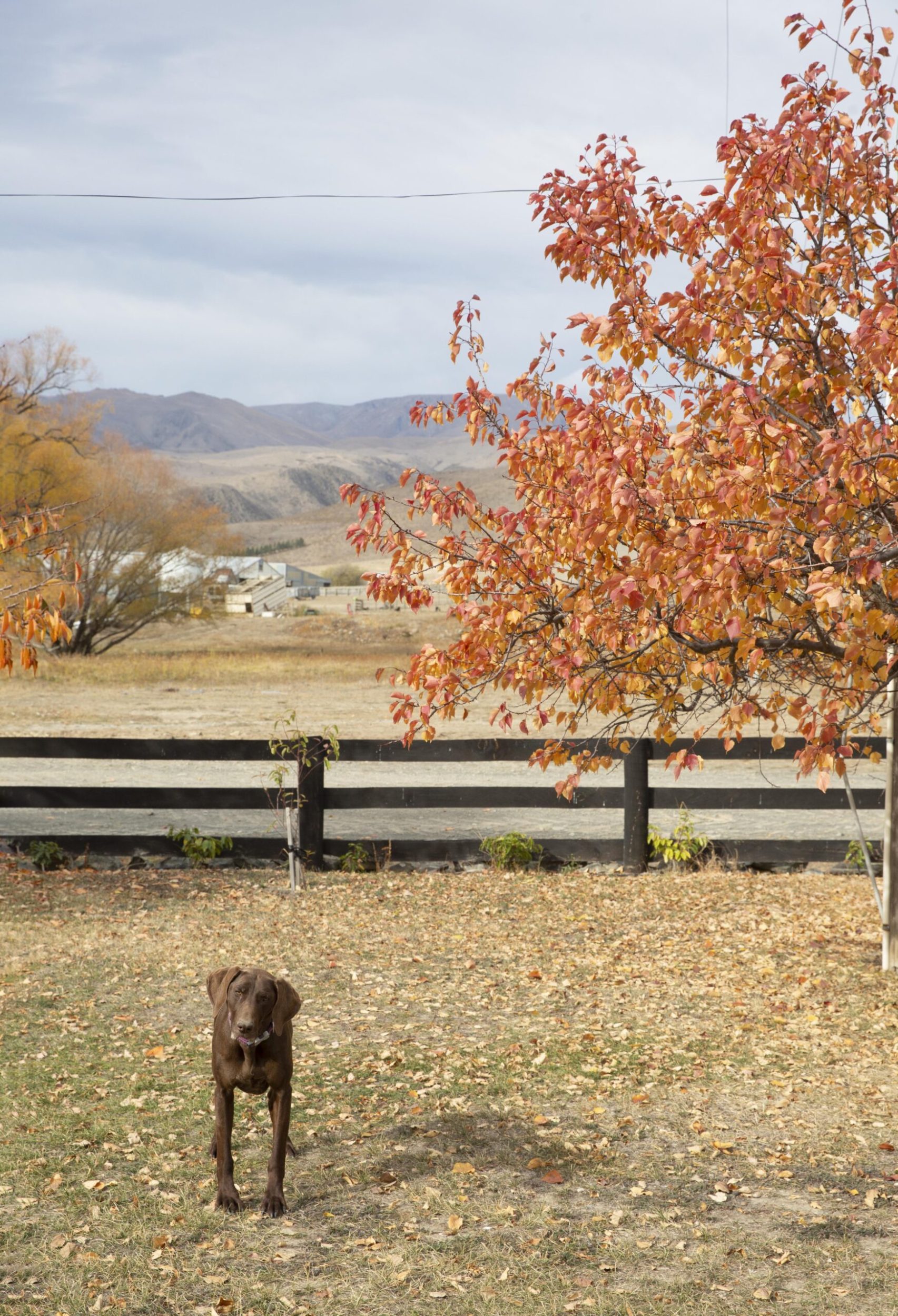 Otematata Station in North Otago with land and trees with red autumn leaves