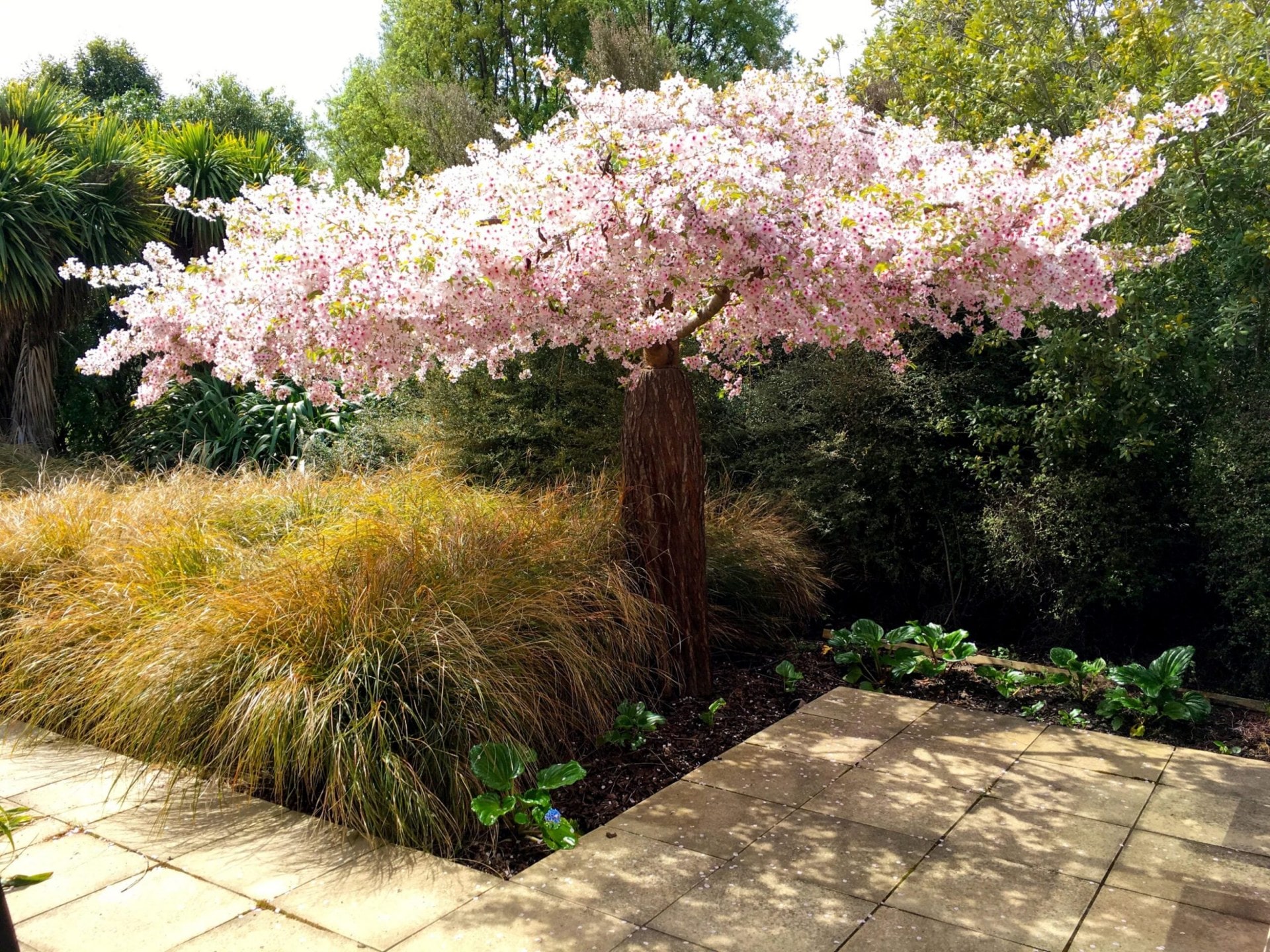 A pink tree blooming in a garden