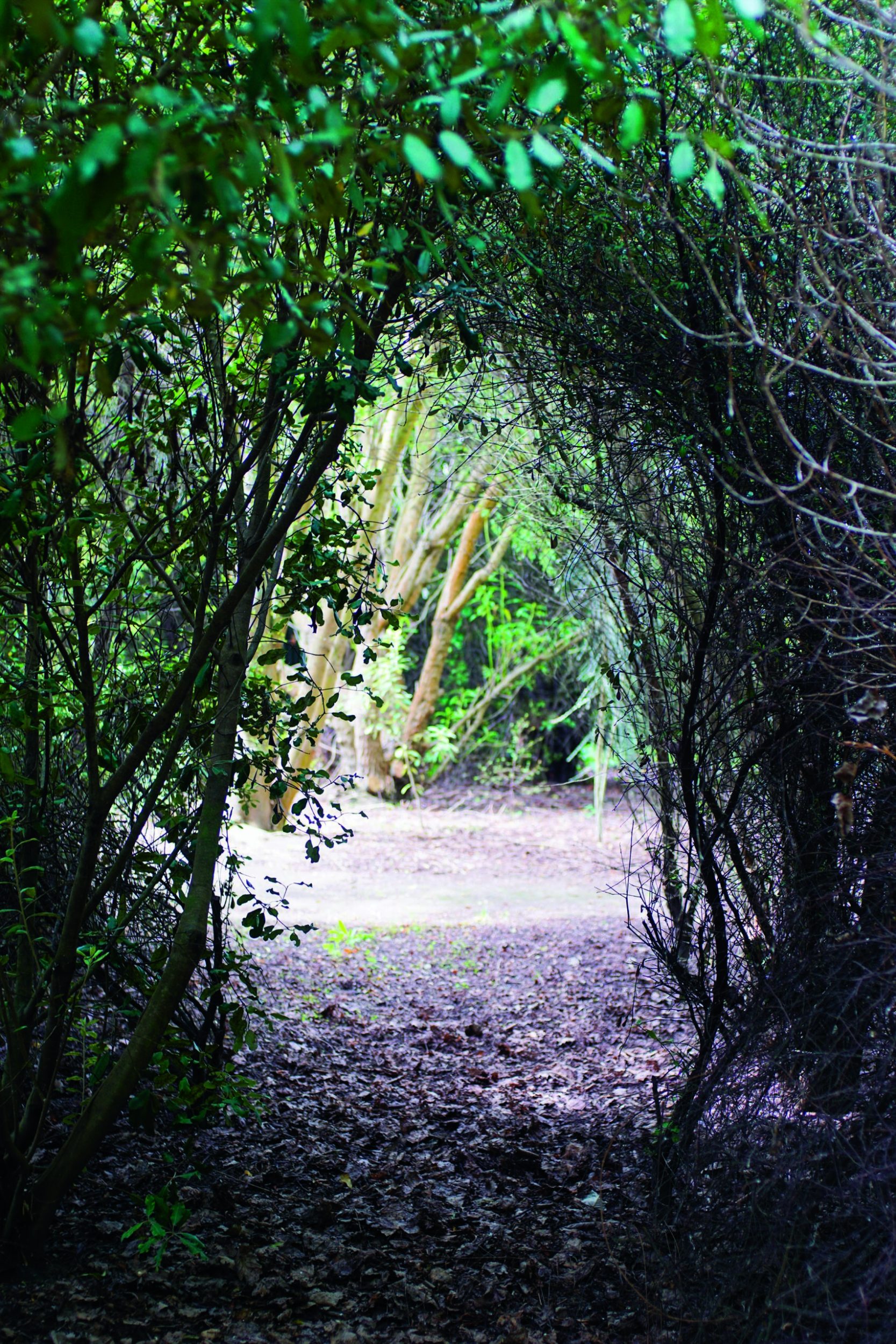 A garden with a tunnel made out of pittosporum