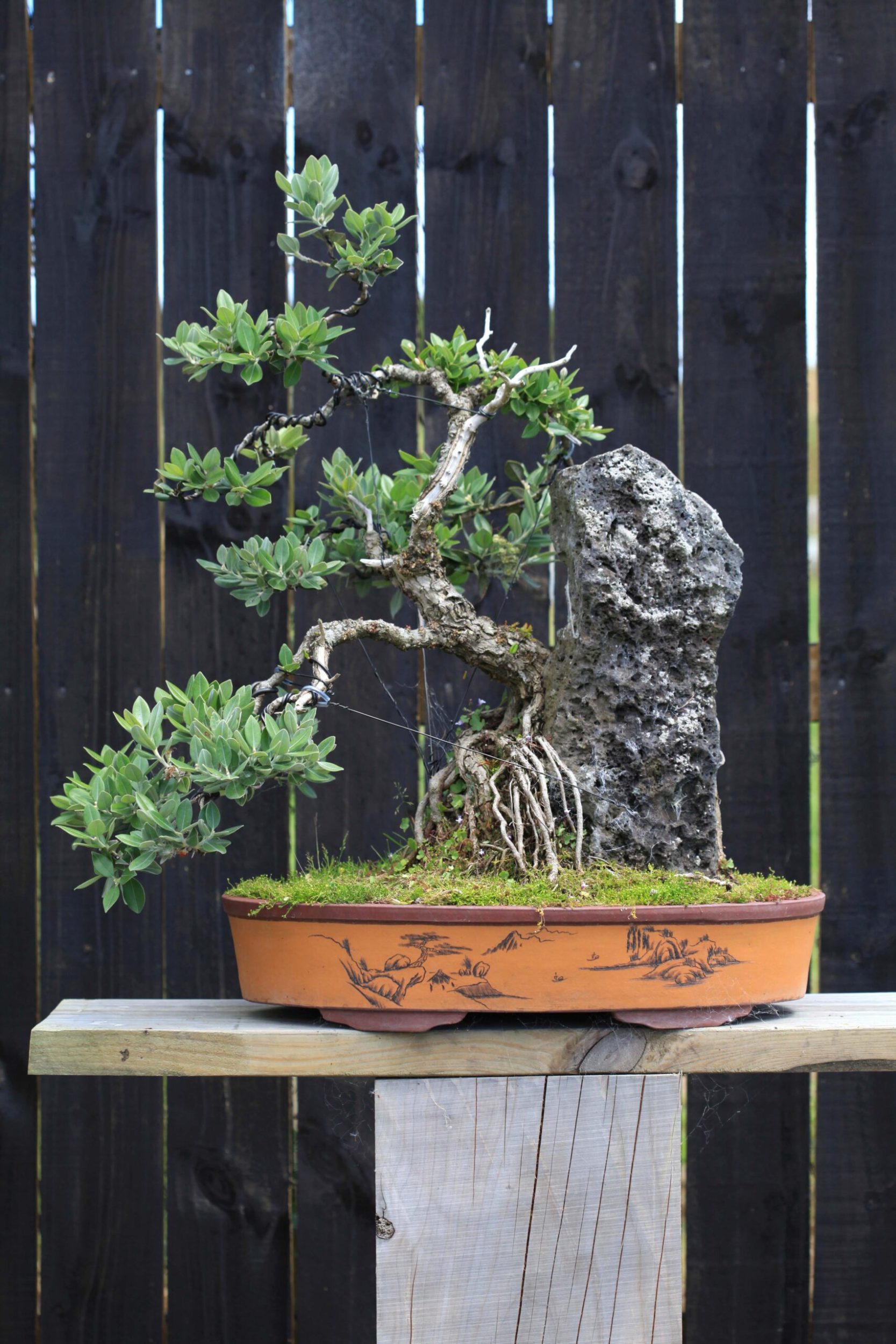 Pōhutukawa bonsai tree in a brown pot