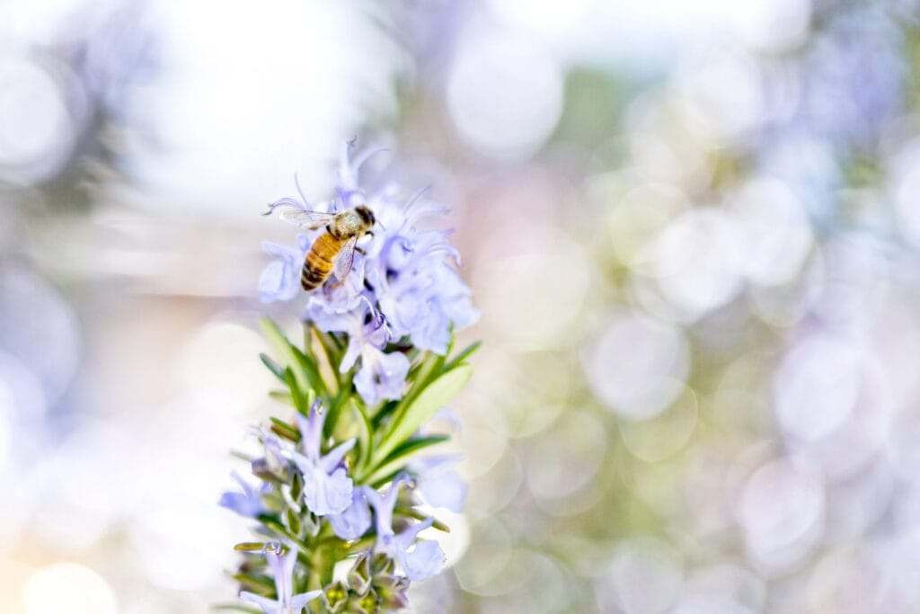 A close up of a bee in a rosemary plant