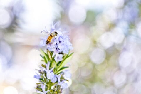 A close up of a bee in a rosemary plant