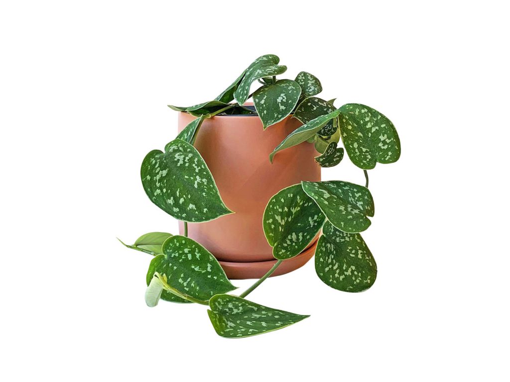 Satin pothos plant, $54.99, and Oslo planter, $29.99, from The Plant Project