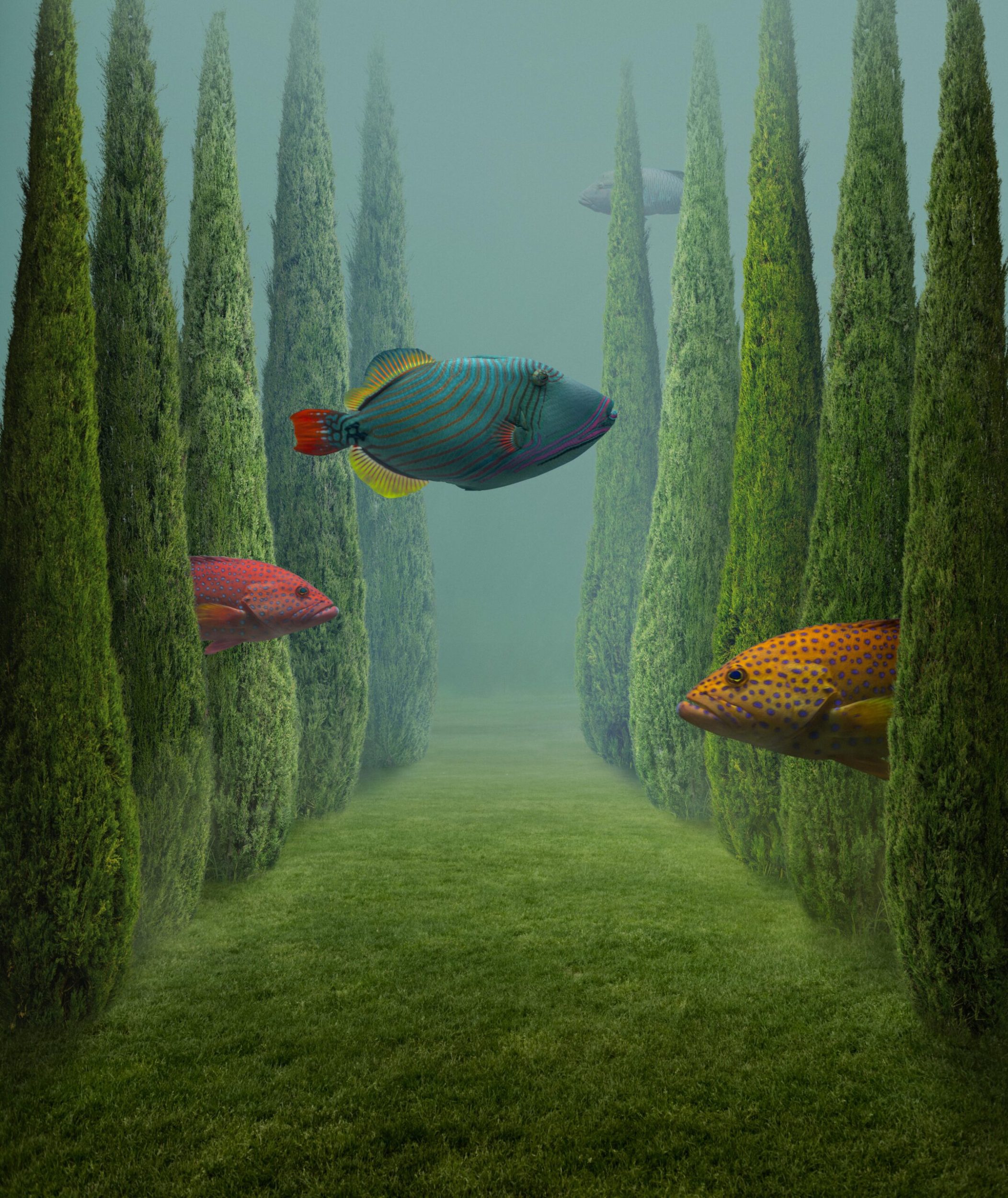 A green underwater forest filled with blue water and three colourful fish