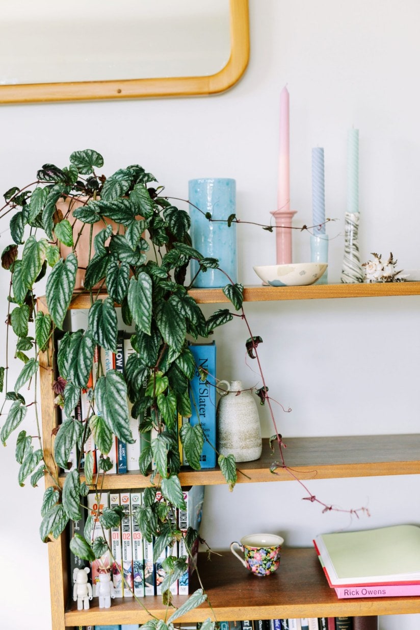 Wooden bookshelf with books, pastel coloured candles and hanging plant