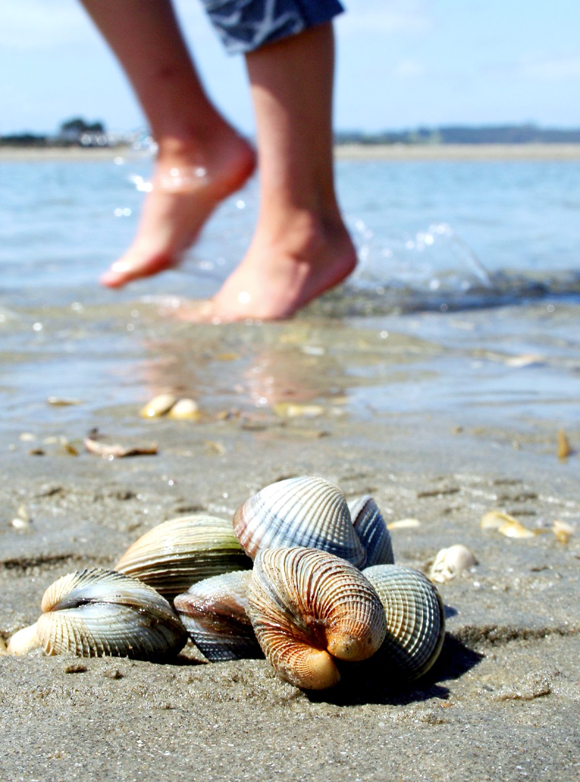 Clams at the beach