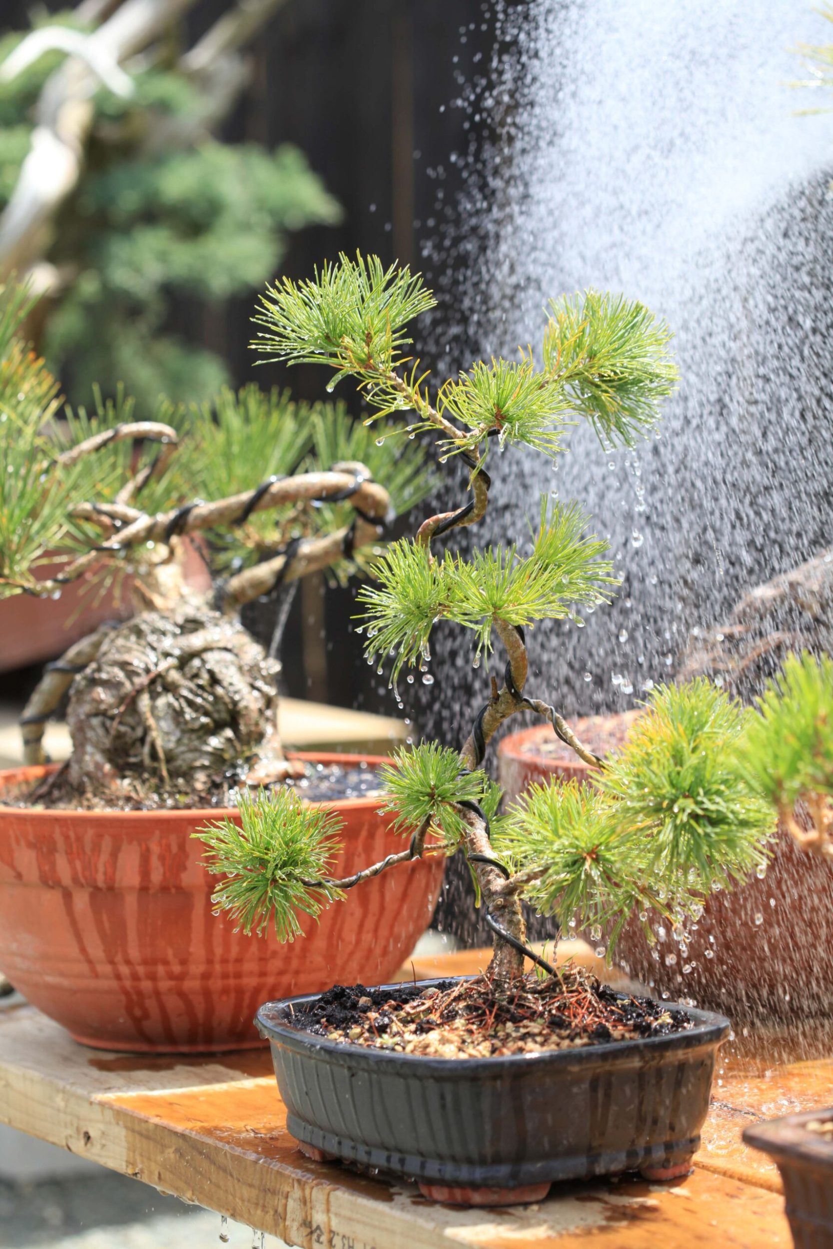 Janapese white pine bonsai being watered 