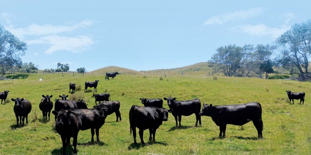 a group of cows standing on grass