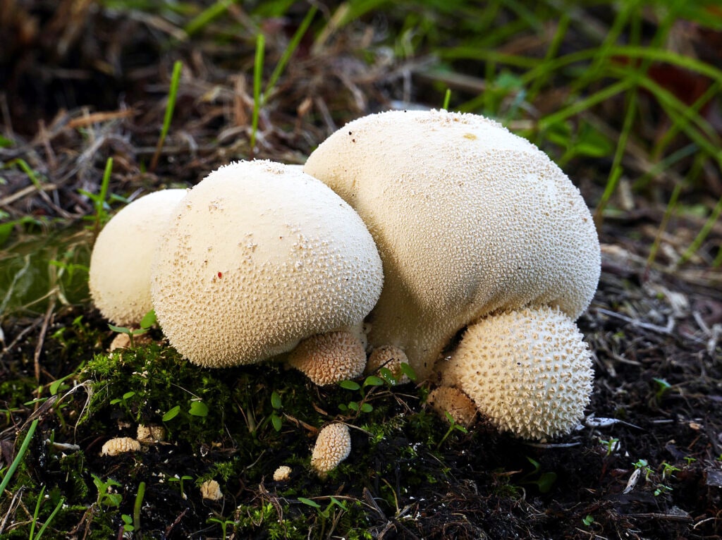 Pukurau white mushroom species