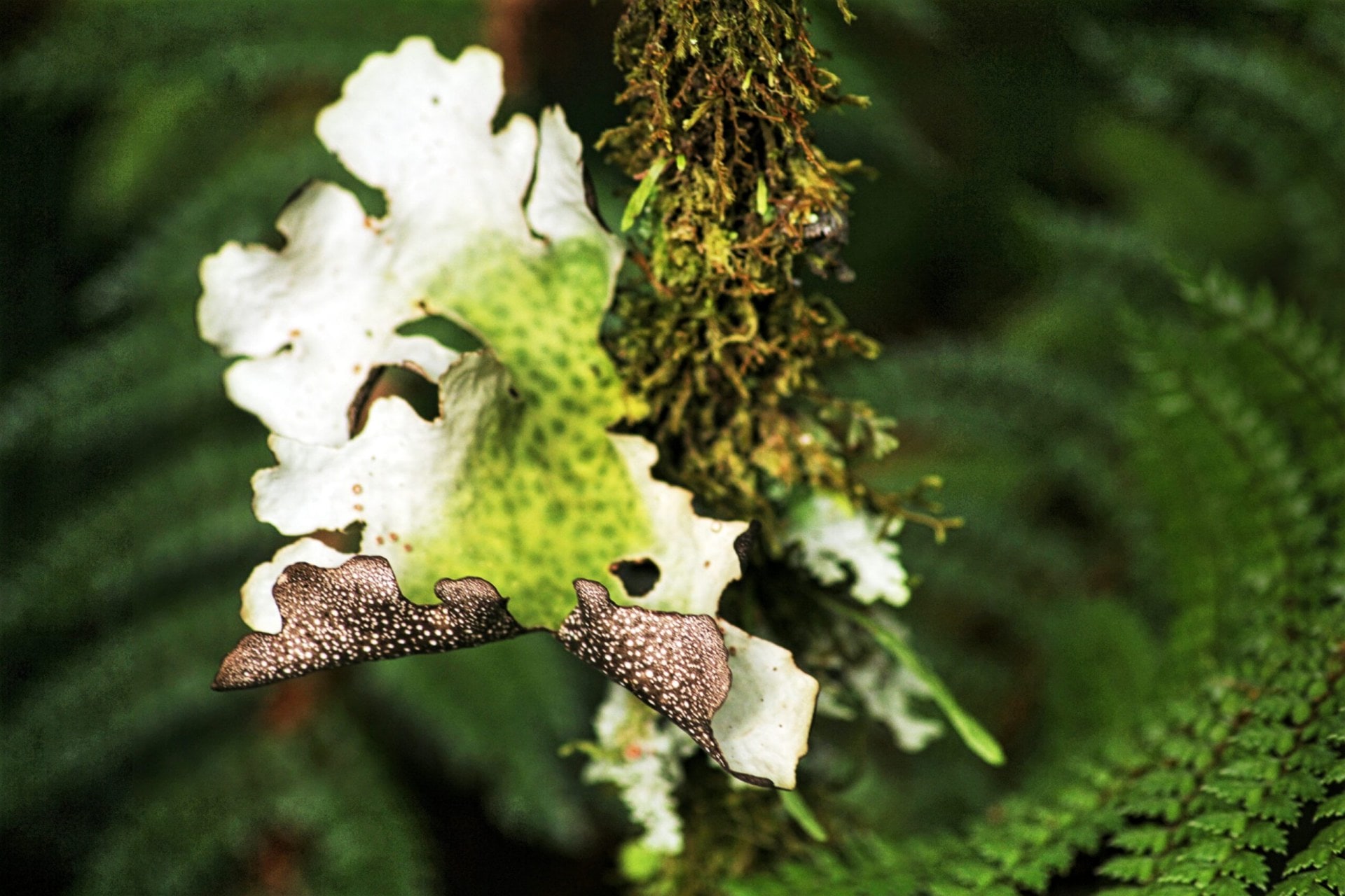 Exotic fungi growing in the wild