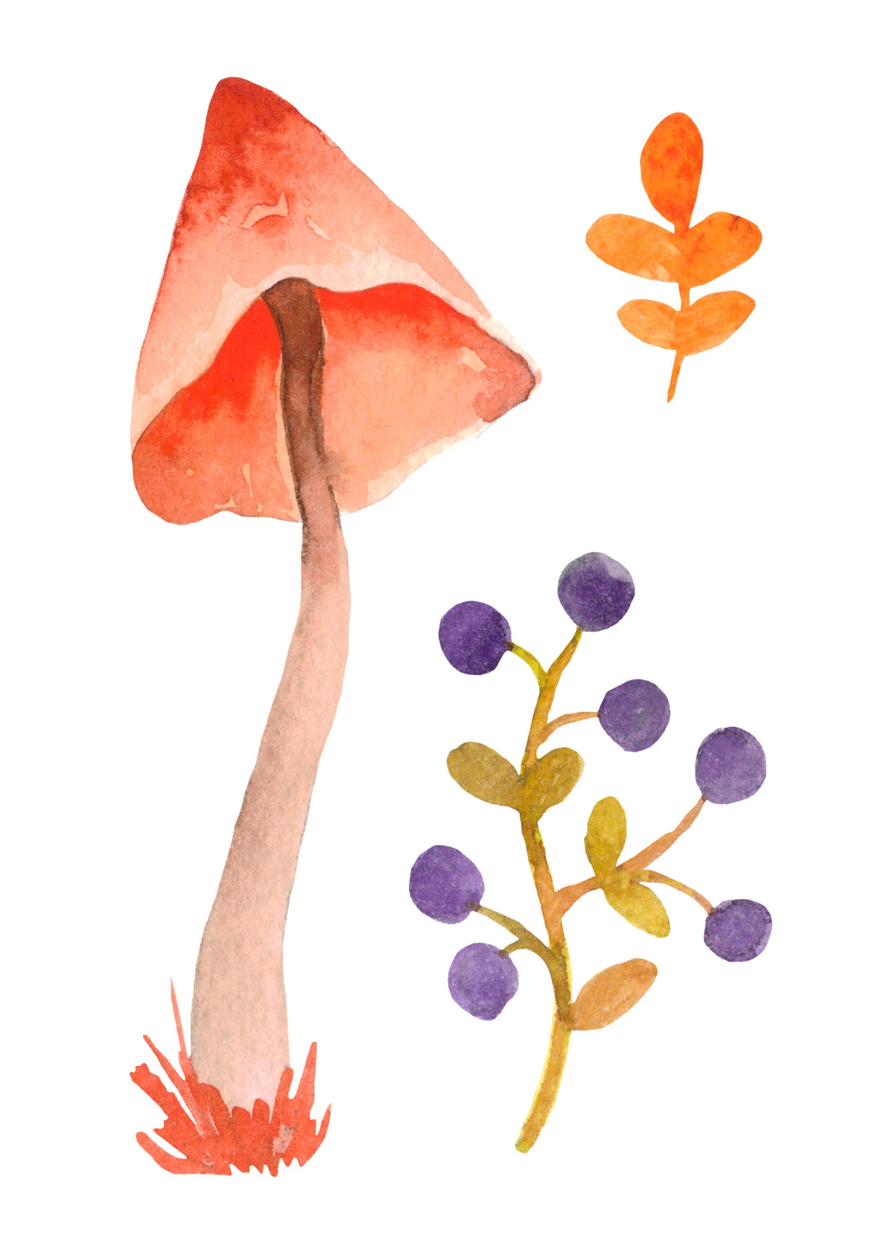 Mushroom watercolour painting