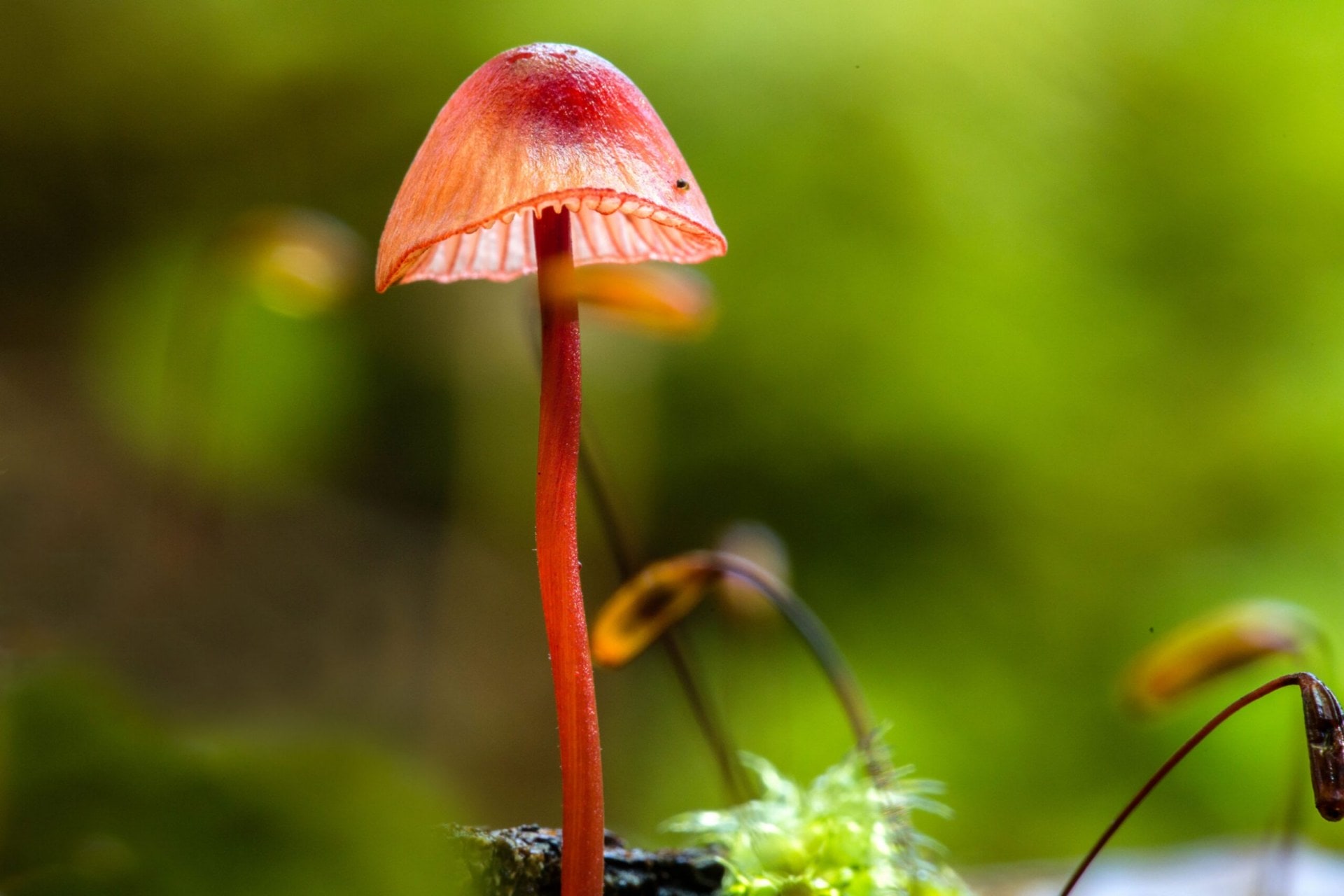 A bright red translucent mushroom