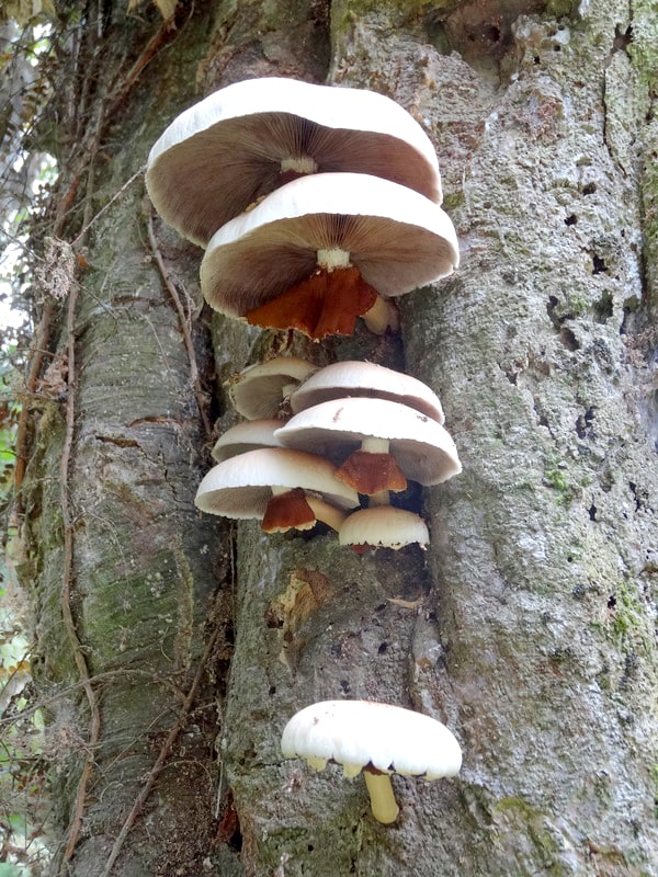 Large Tawaka mushrooms growing on a tree trunk