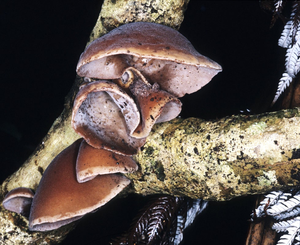 Hakeke brown mushroom species