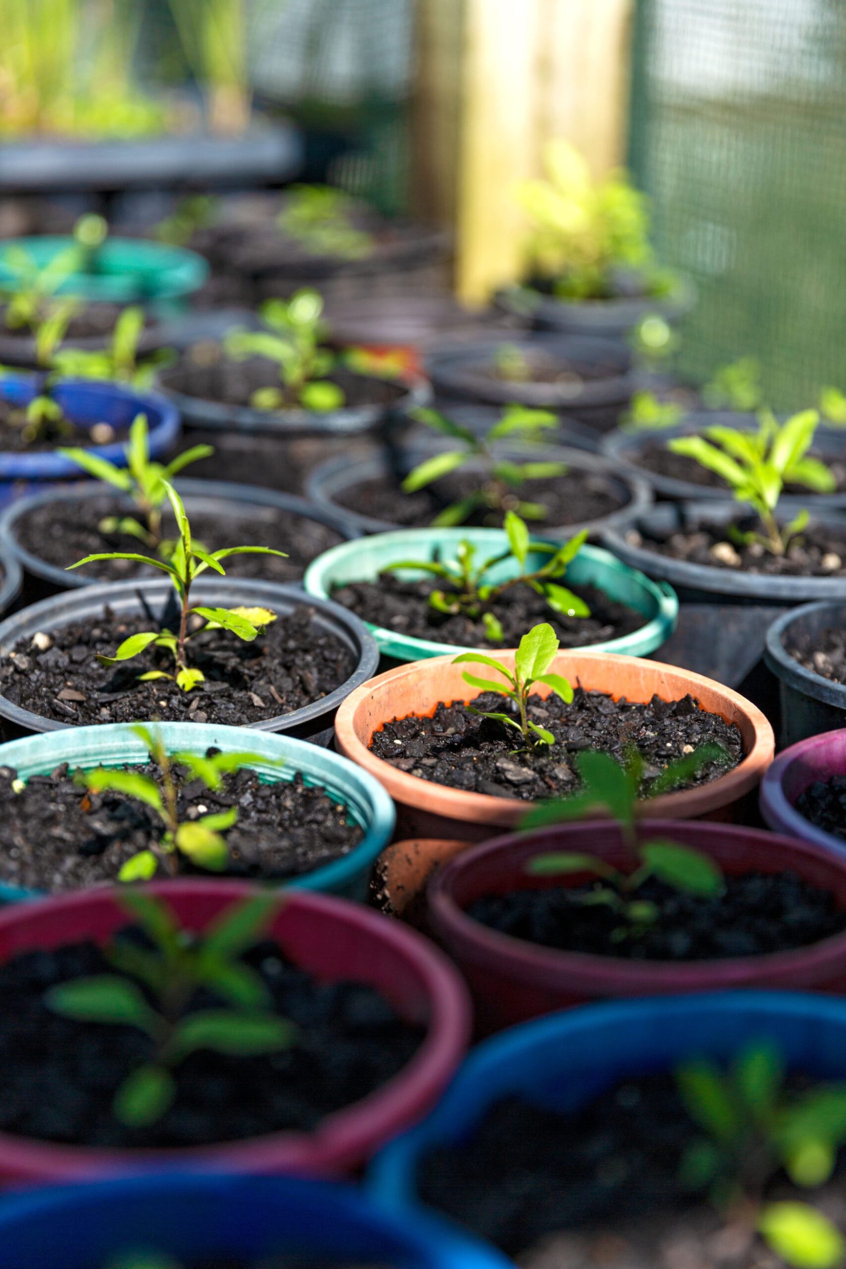 Seedlings growing in pots