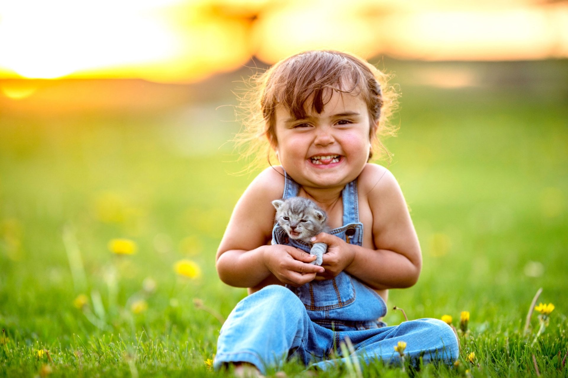 Toddler in denim overalls with tiny grey kitten