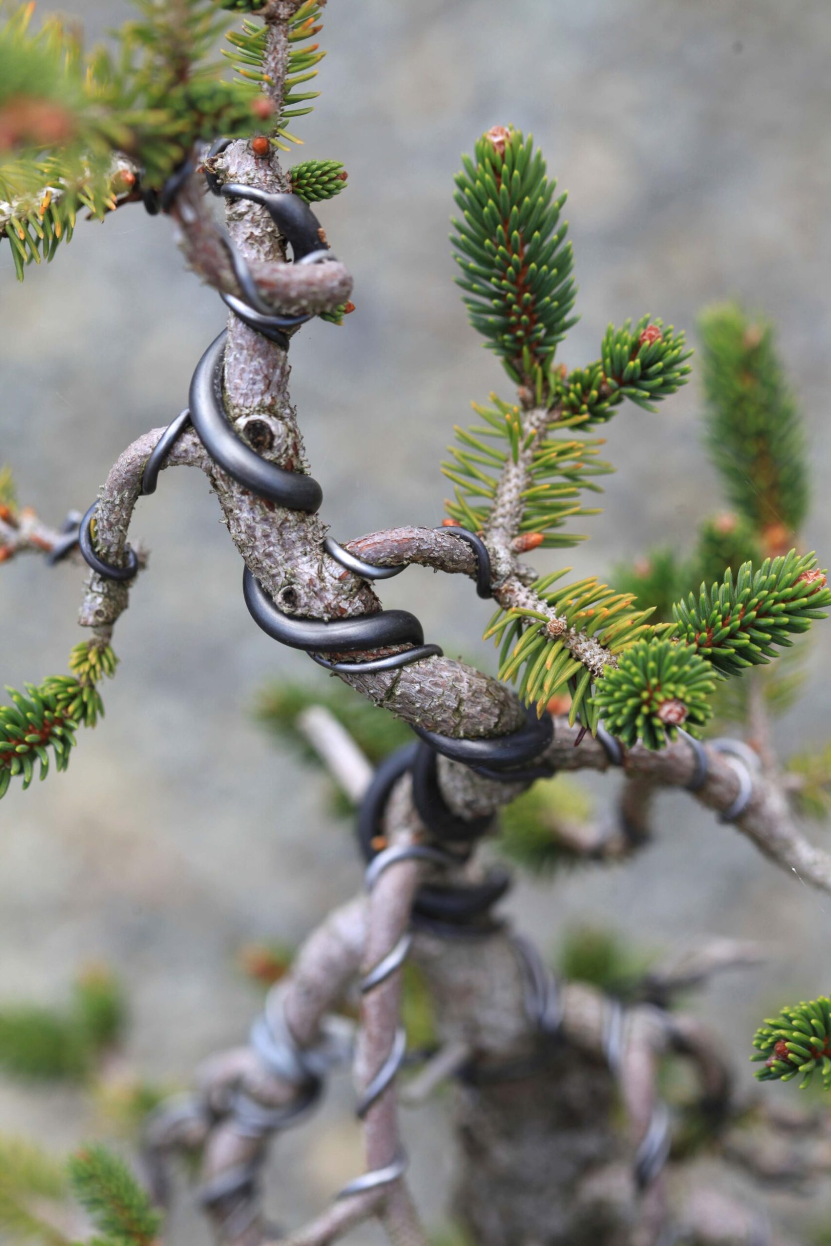 Spruce bonsai tree with wires