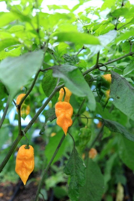 Yellow habanero chilli peppers