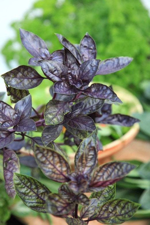 purple basil