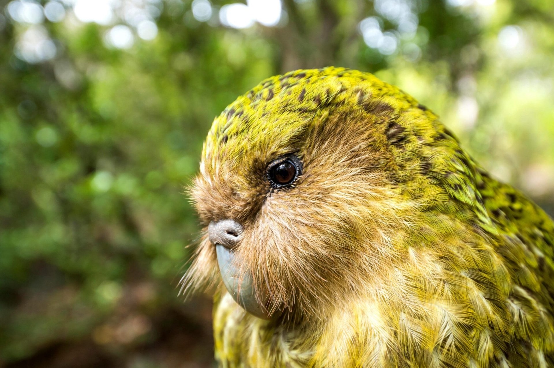 Close up picture of a Kākāpō