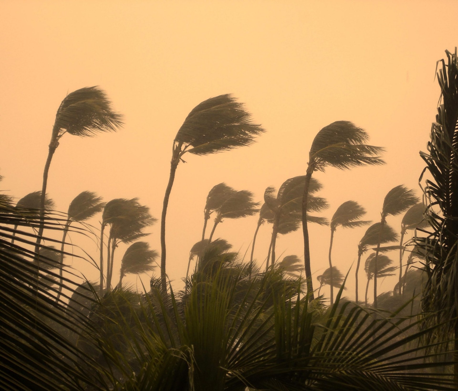 Trees blowing in the wind with yellow smog sky