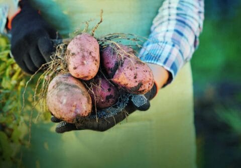 Gloved hands holding several dug up potatoes