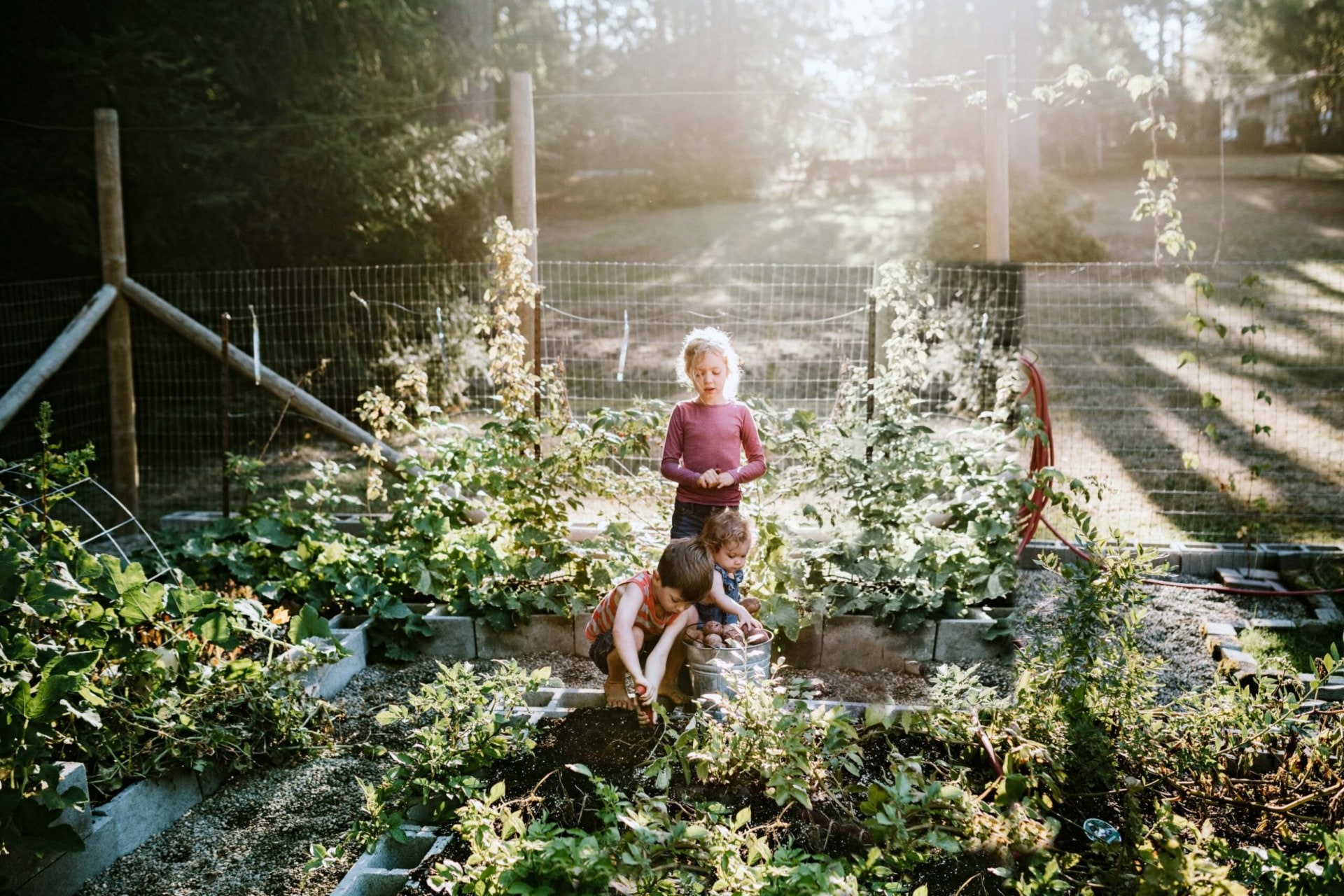 kids in a garden digging up potatoes