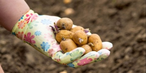 a gardening gloved hand holding small potatoes