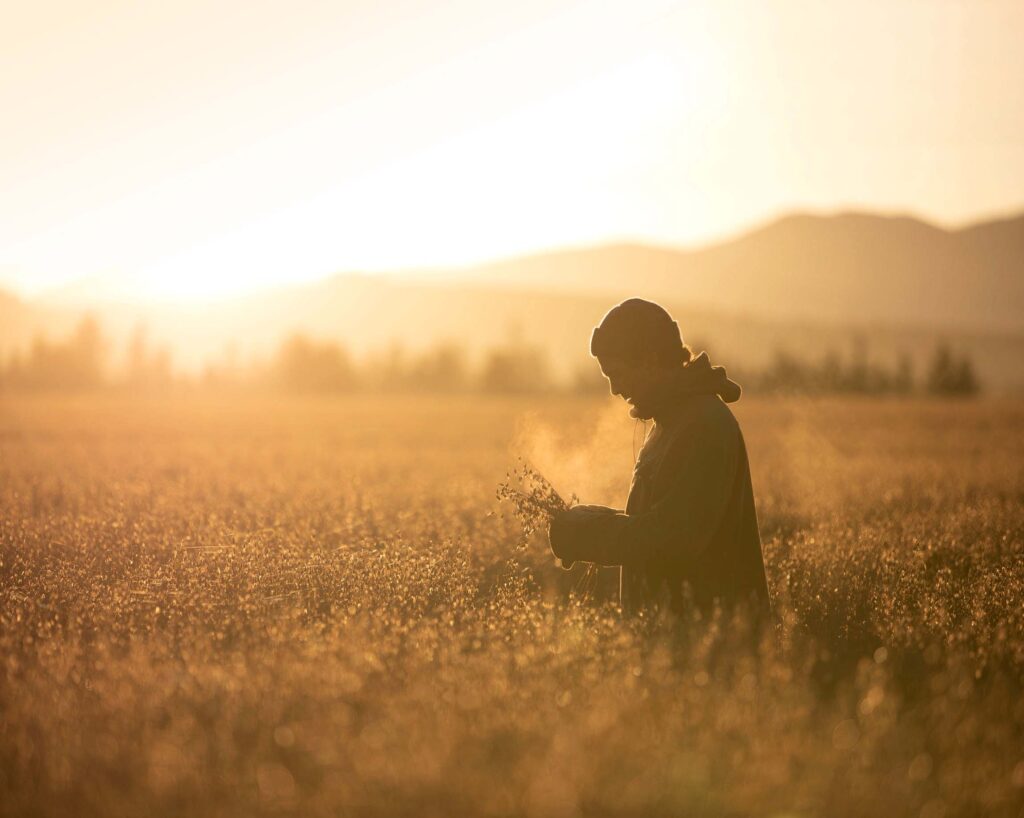 man in a sunny oat field