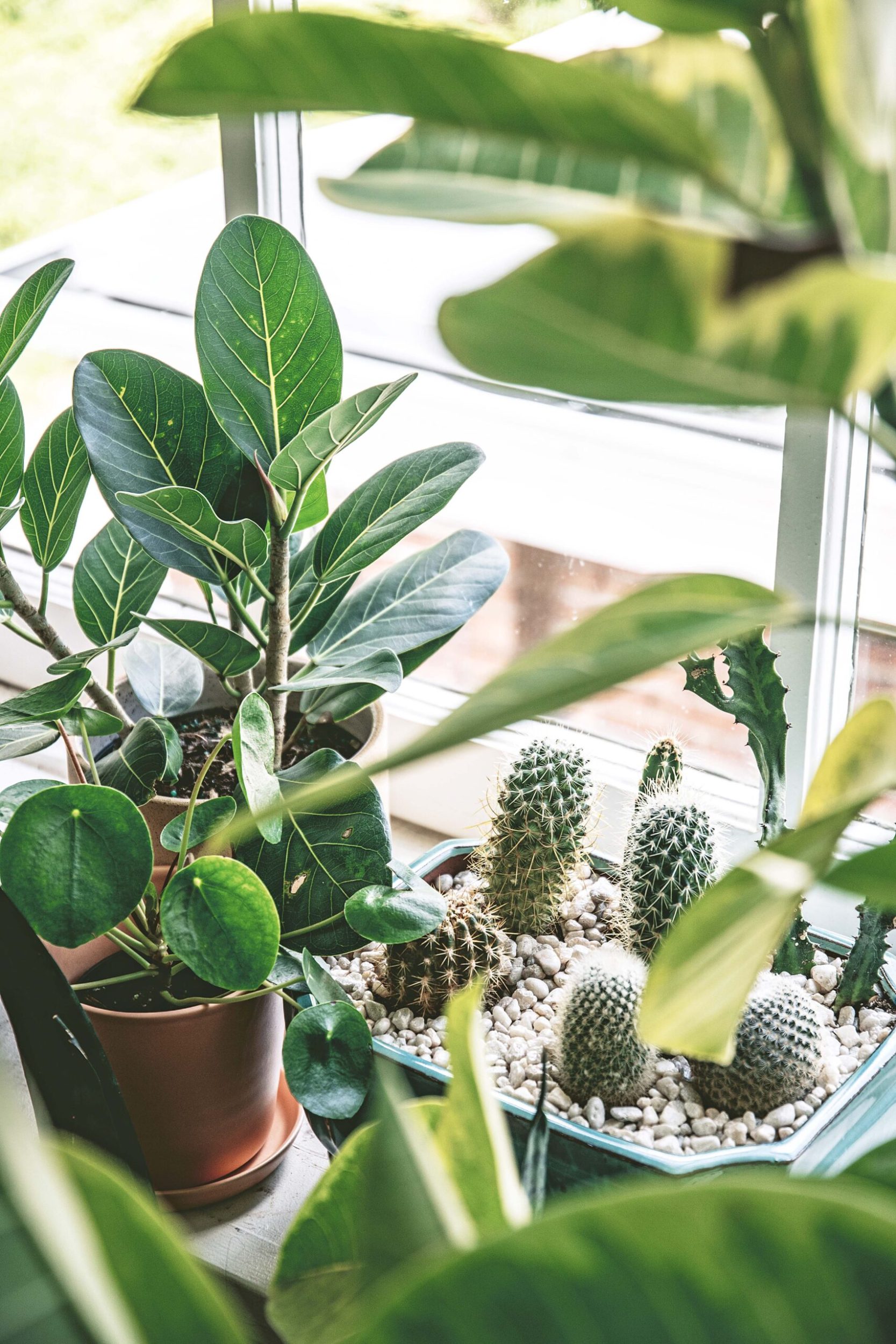 a windowsill with a collection of succulents and plants