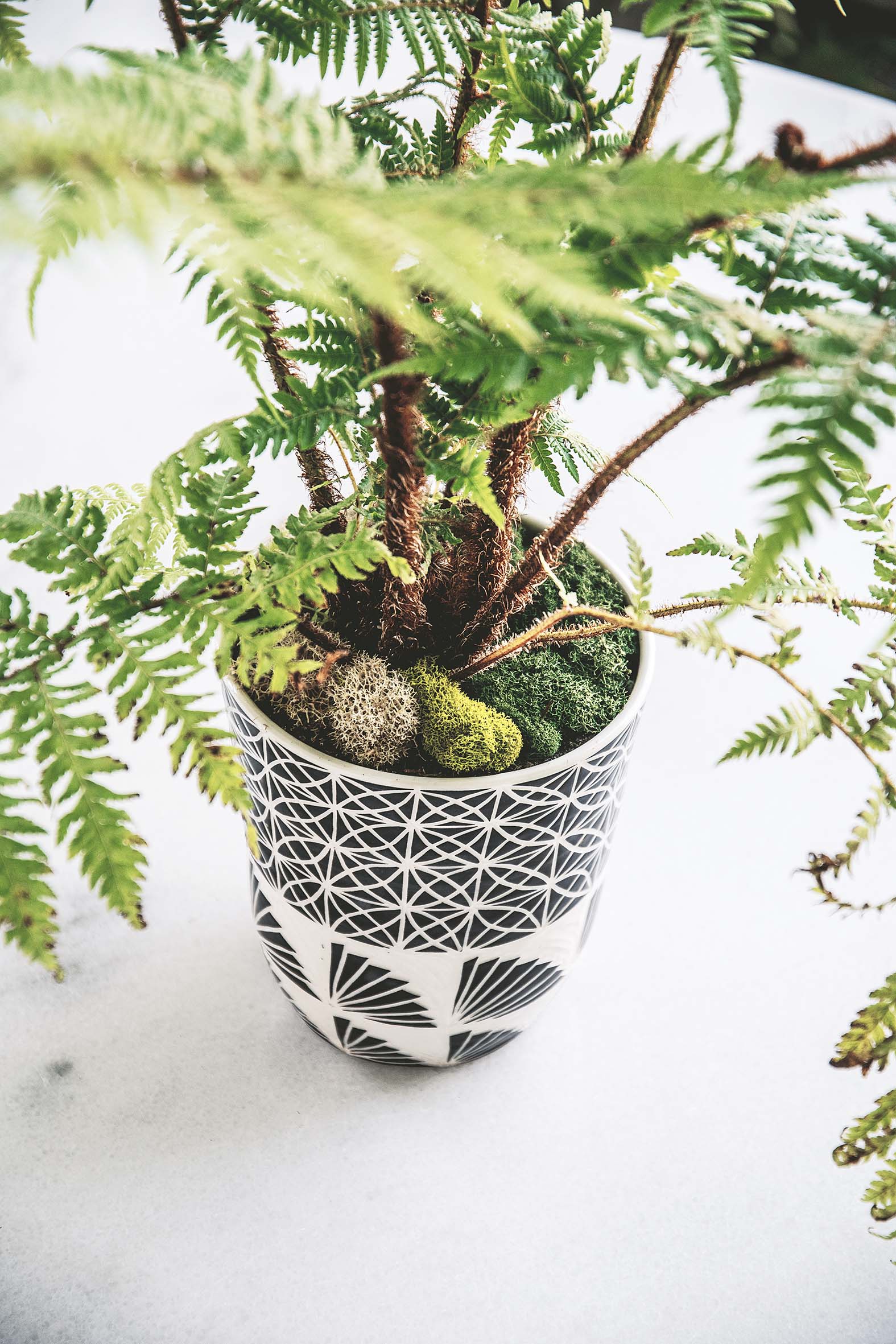 a black and white pot with mossy plants
