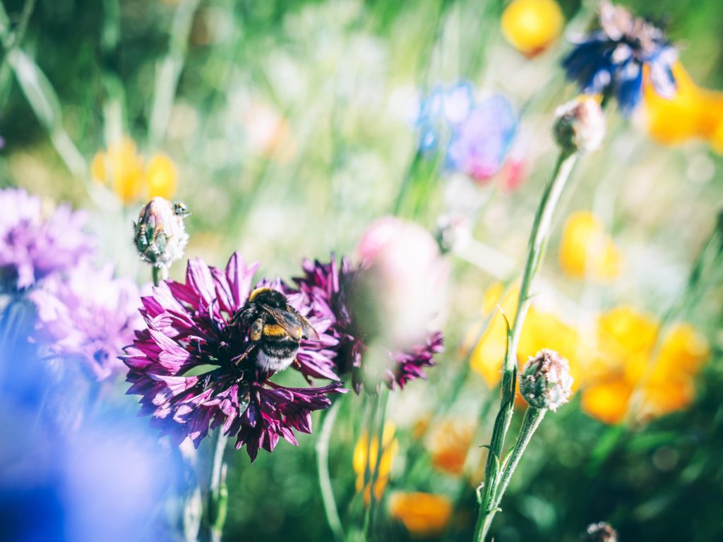 a bee in a field of wildflowers