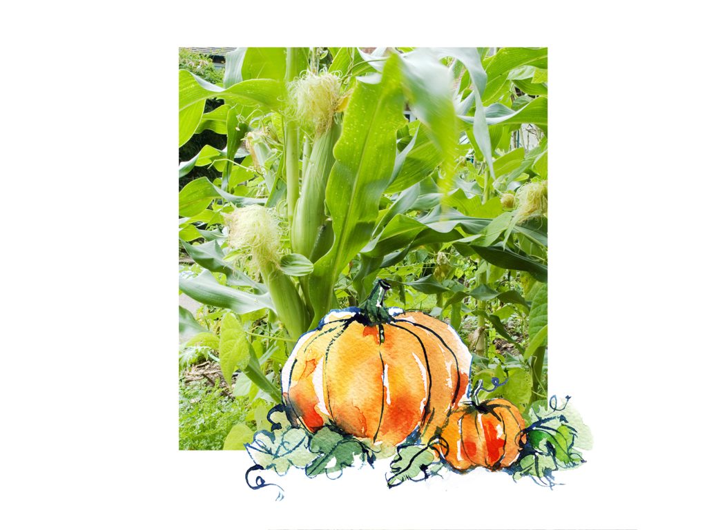 illustration of pumpkins on photo of green plant