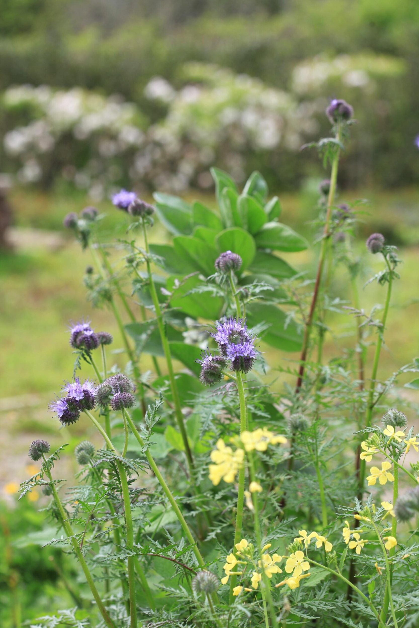 purple and yellow wildflowers