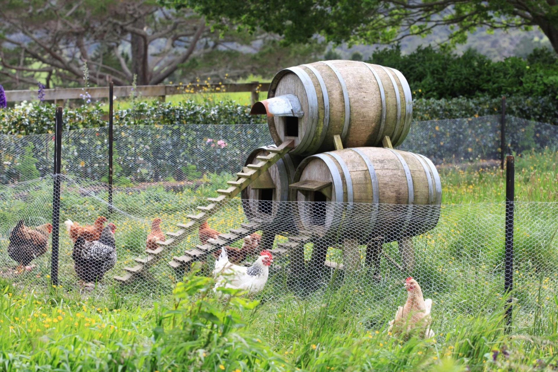 chickens in a coop made from barrels 