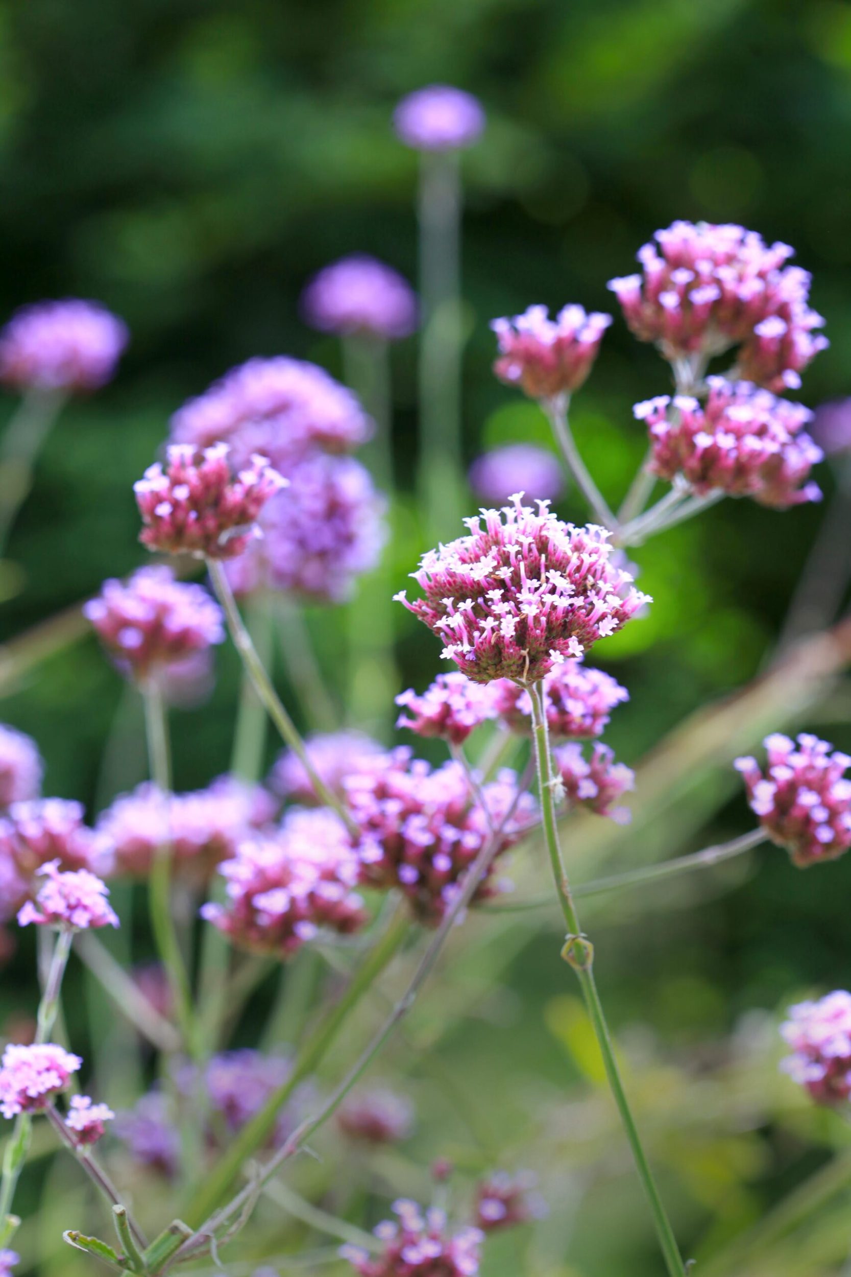 purple wildflowers