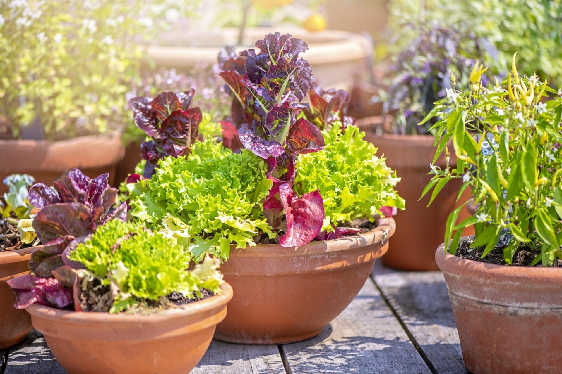 lettuces growing in terracotta pots