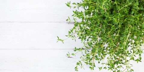 Green thyme plant leaves against a white table