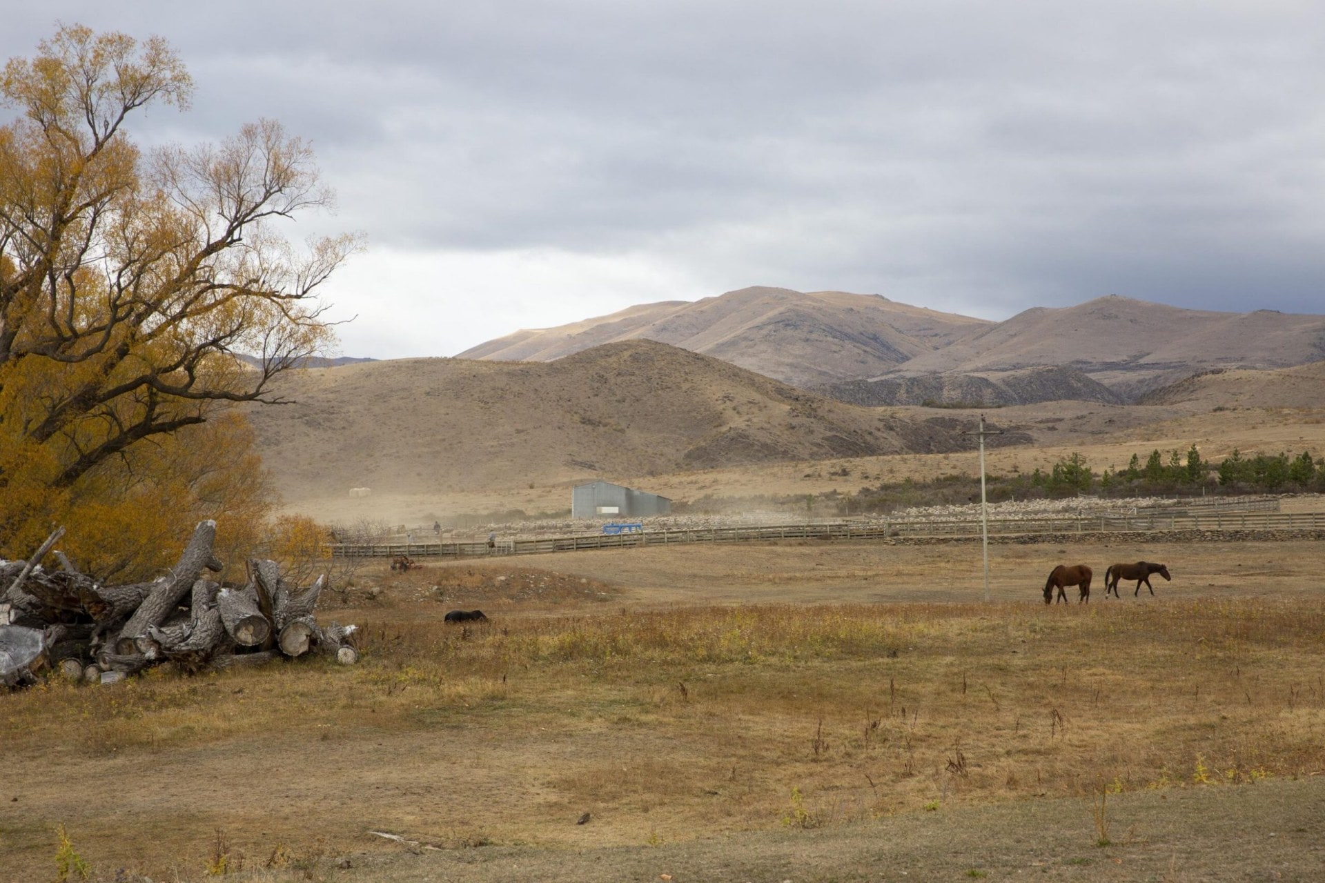 Hills and paddocks of Otematata Station