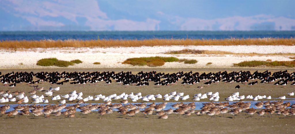 Waders and gull on the mud of an estuary estuary Parapara inlet river in Abel Tasman National Park