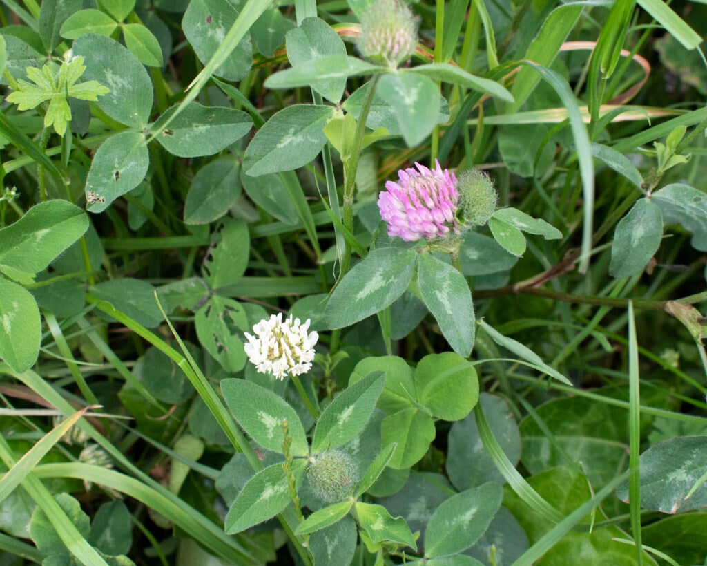 Pink and White Clover