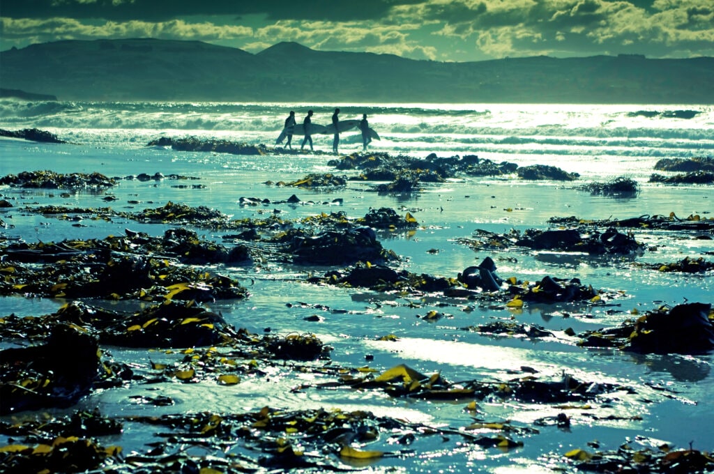 Seaweed washed up on shore