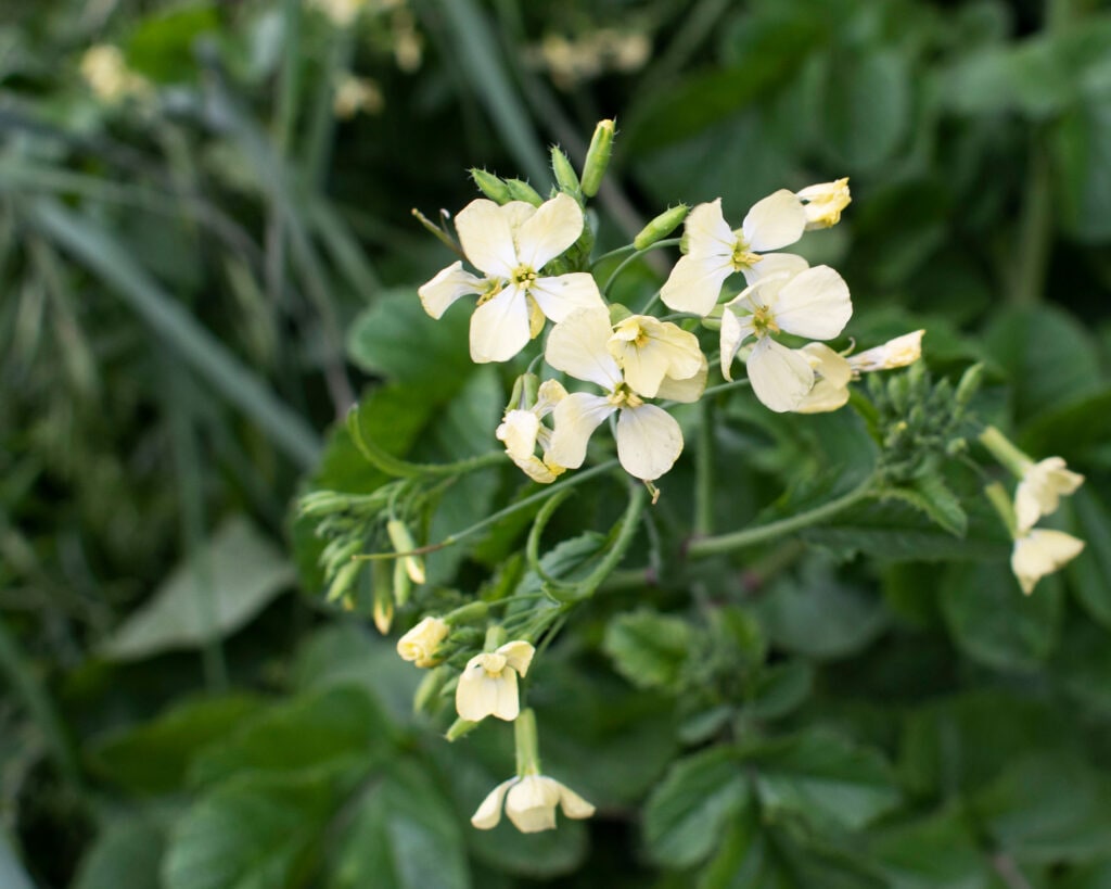 Wild Radish