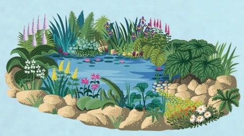 Illustration of pond surrounded by flowers, rocks and leaves