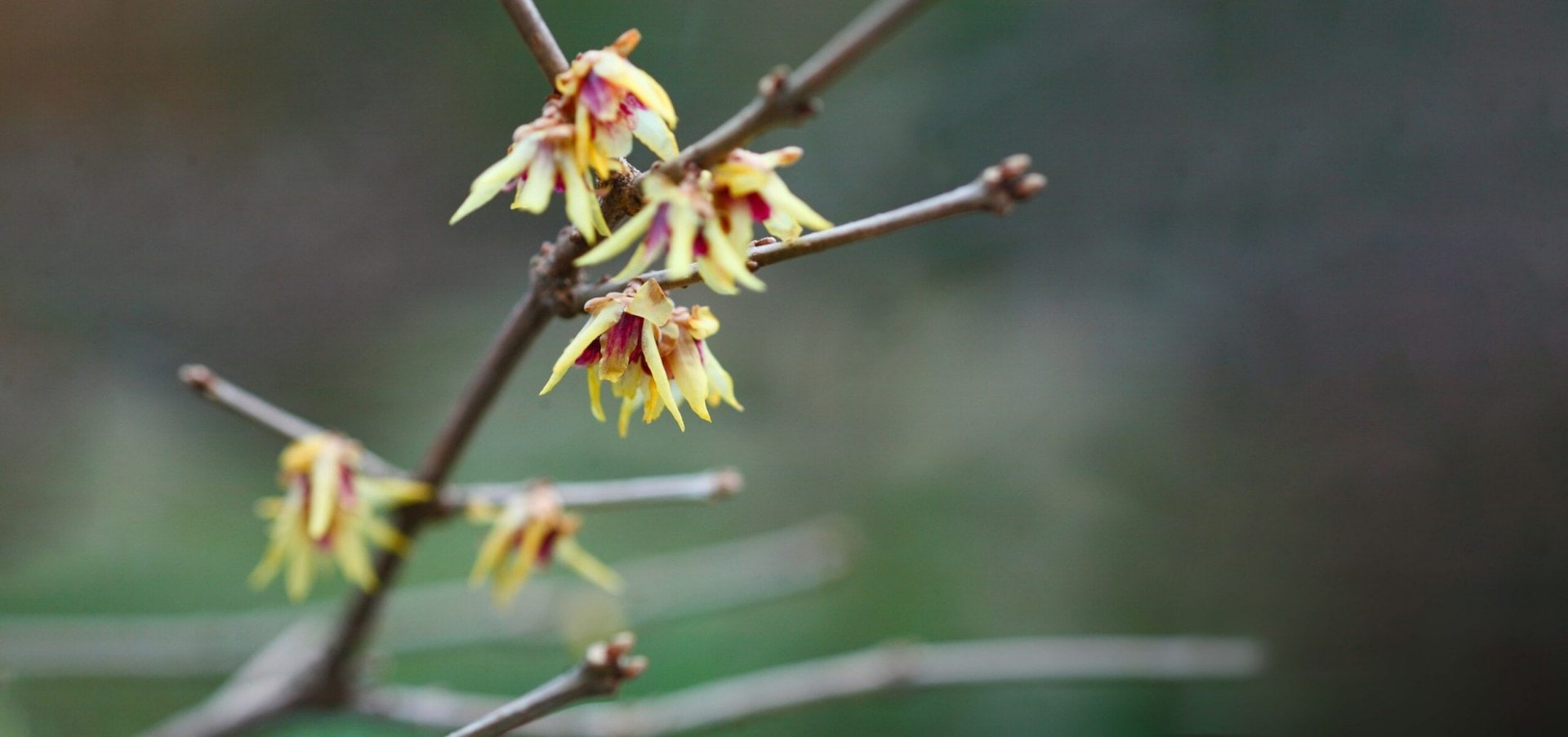 Winterflower blooms on a tree