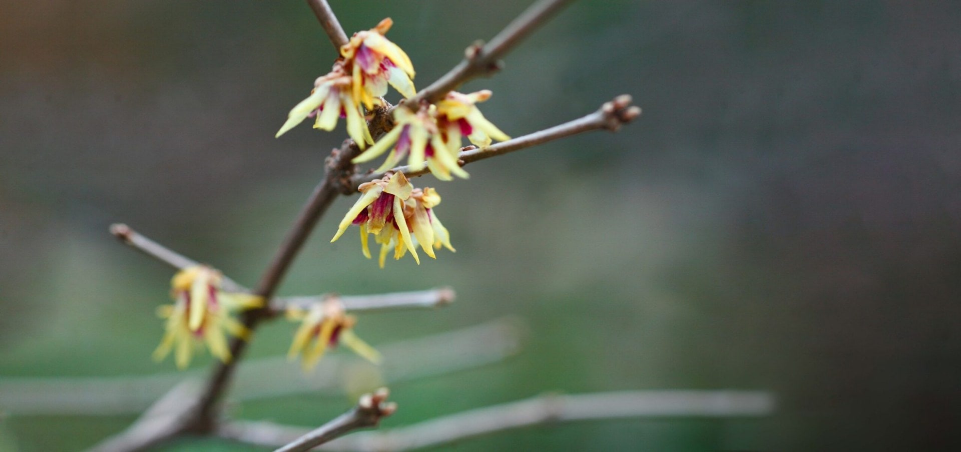 Winterflower blooms on a tree 