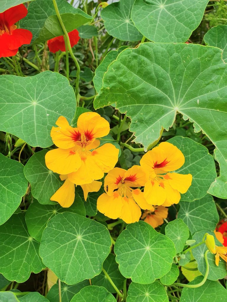 Yellow nasturtiums flowers