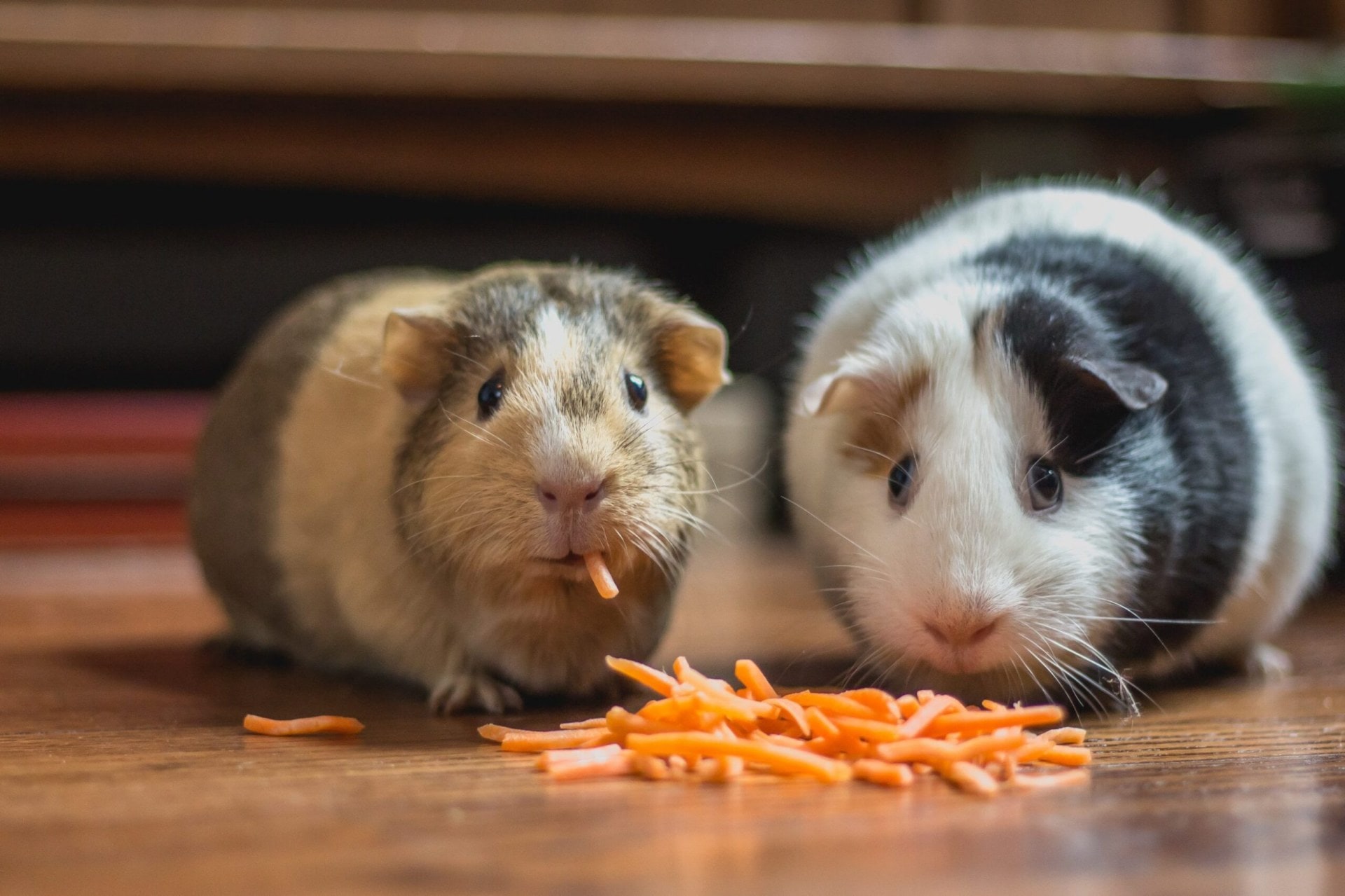 Two guinea pigs eating shredded carrot